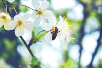 Bee collects the nectar on the white flowers of the spring tree. Toned