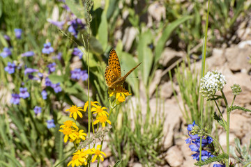 Checkerspot Butterfly