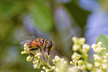 Bee perched on plant