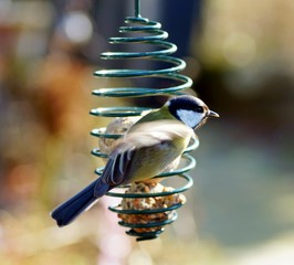 Vogelfütterung ganzjährig? Kohlmeise am Meisenknödel