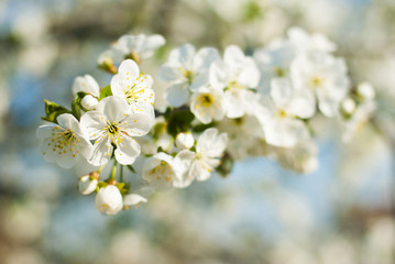 Fototapeta premium Cherry flowers