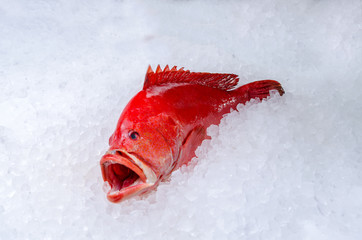 Red snapper Roter Schnapper Lutjanus purpureus Exoten Fisch