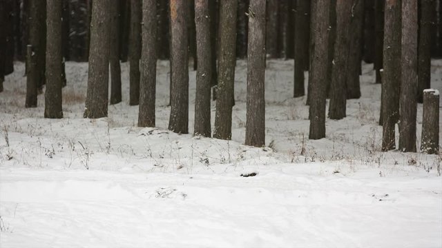 man cross-country skiing in the woods