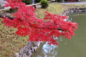 根来寺の紅葉