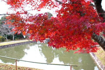 根来寺の紅葉