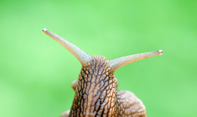 Garden snail on green blur background.