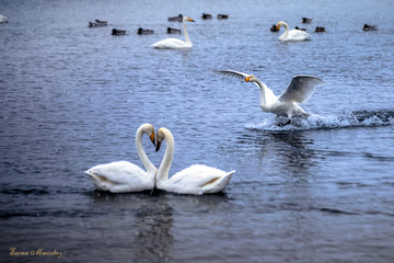 Swan lake in winter