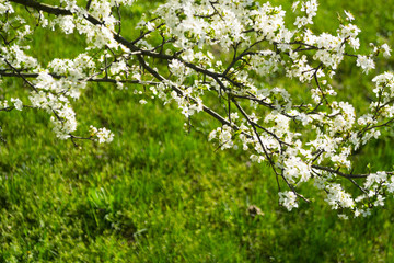 Cherry blossom branch