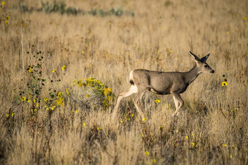 Mule Deer