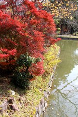 根来寺の紅葉