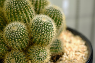 Close up cactus. (selective Focus)