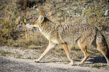 Naklejka na ściany i meble Coyote walking near a road in Northern Utah