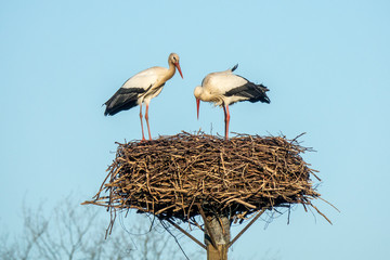 Storks on a birds nest in spring