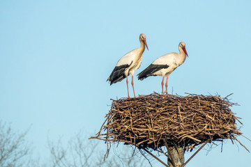 Storks on a birds nest in spring
