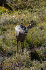 Mule Deer