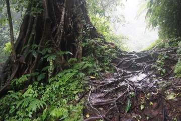 Tree in the jungle in Bali Indonesia with many roots