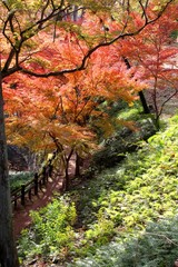 根来寺の紅葉