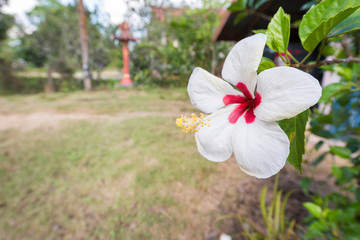 White Hibiscus flower in garden with copy space