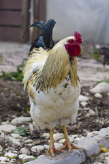White cock with a blue tail and a red crest.