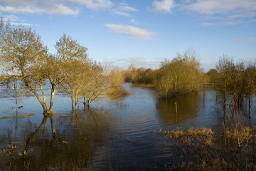 Fototapeta na wymiar The banks of the Loire in flood in winter.