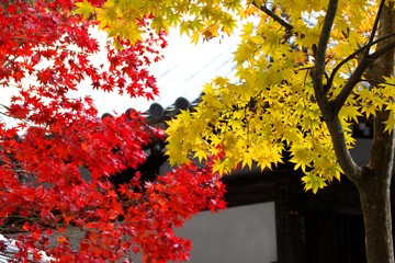 根来寺の紅葉