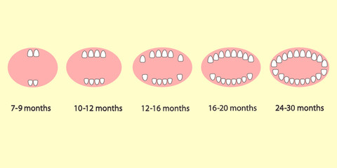 Первые зубы