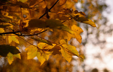 Autumn textures and nature