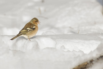 the chaffinch and the snow