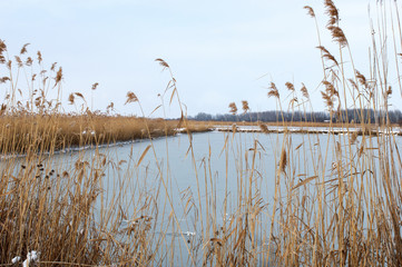 Obraz premium View of a Frozen Fishpond Through Reeds in Winter