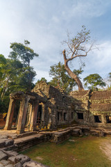 Fototapeta na wymiar Trees growing on Temple Ta Phrom at Angkor Wat, Cambodia