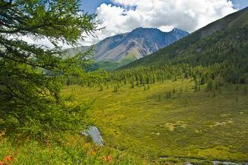 Beautifull  view to green mountains and  field, forest  with sunlight and sky with larch