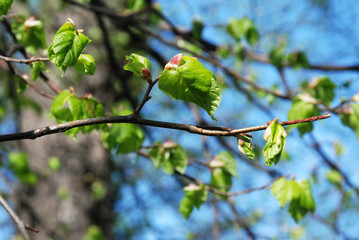 The first spring leaves