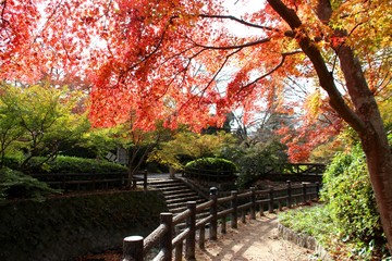 根来寺の紅葉