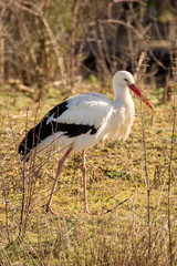 cigogne