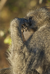 Baboon , Africa