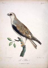 Illustration of a bird.