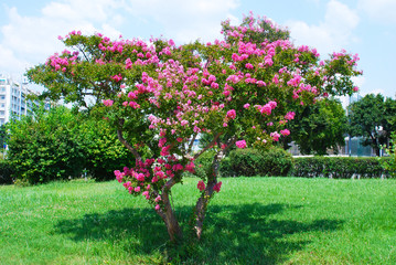 Fototapeta na wymiar Flowering tree in the city