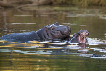Fototapeta premium Hippopotamus Sleeping, Kruger National Park
