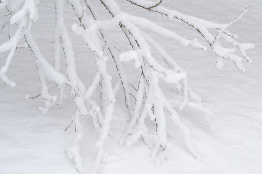 rami coperti di neve