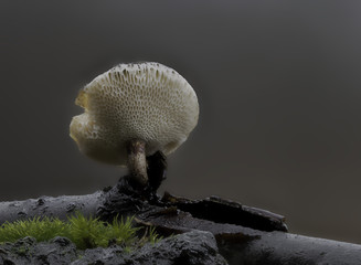 Mushrooms
