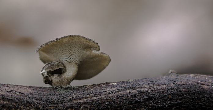 Mushrooms