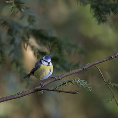 Stunning portrait of Blue Tit Cyanistes Caeruleus bird sitting in sunshine in forest landscape