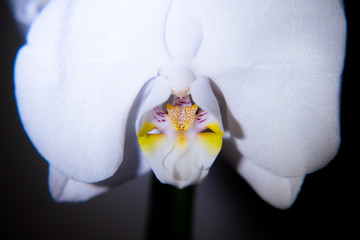 White orchid blossom on a black background