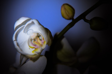White orchid blossom on a black background