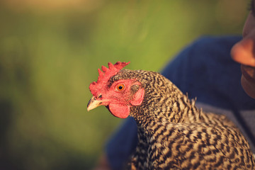 Woman holding hen chicken