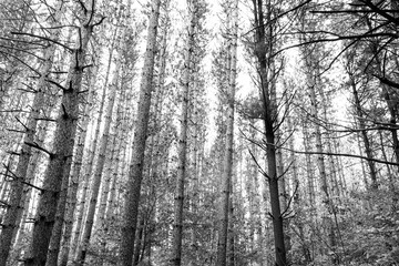 black and white trees