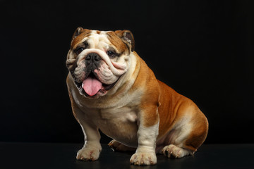 English bulldog isolated on a black background