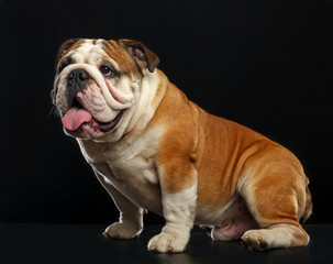 Fototapeta premium English bulldog isolated on a black background