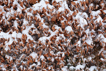 Beech hedge covered in fresh snow