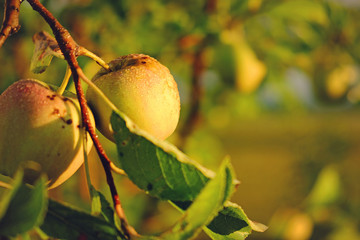 Yellow skinned apples on the apple tree
